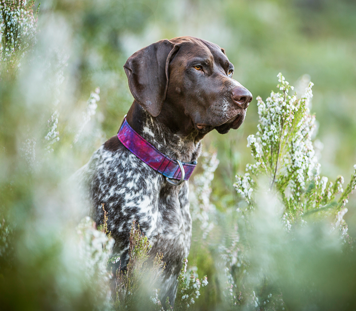 German Shorthaired Pointer - Perfect Pets