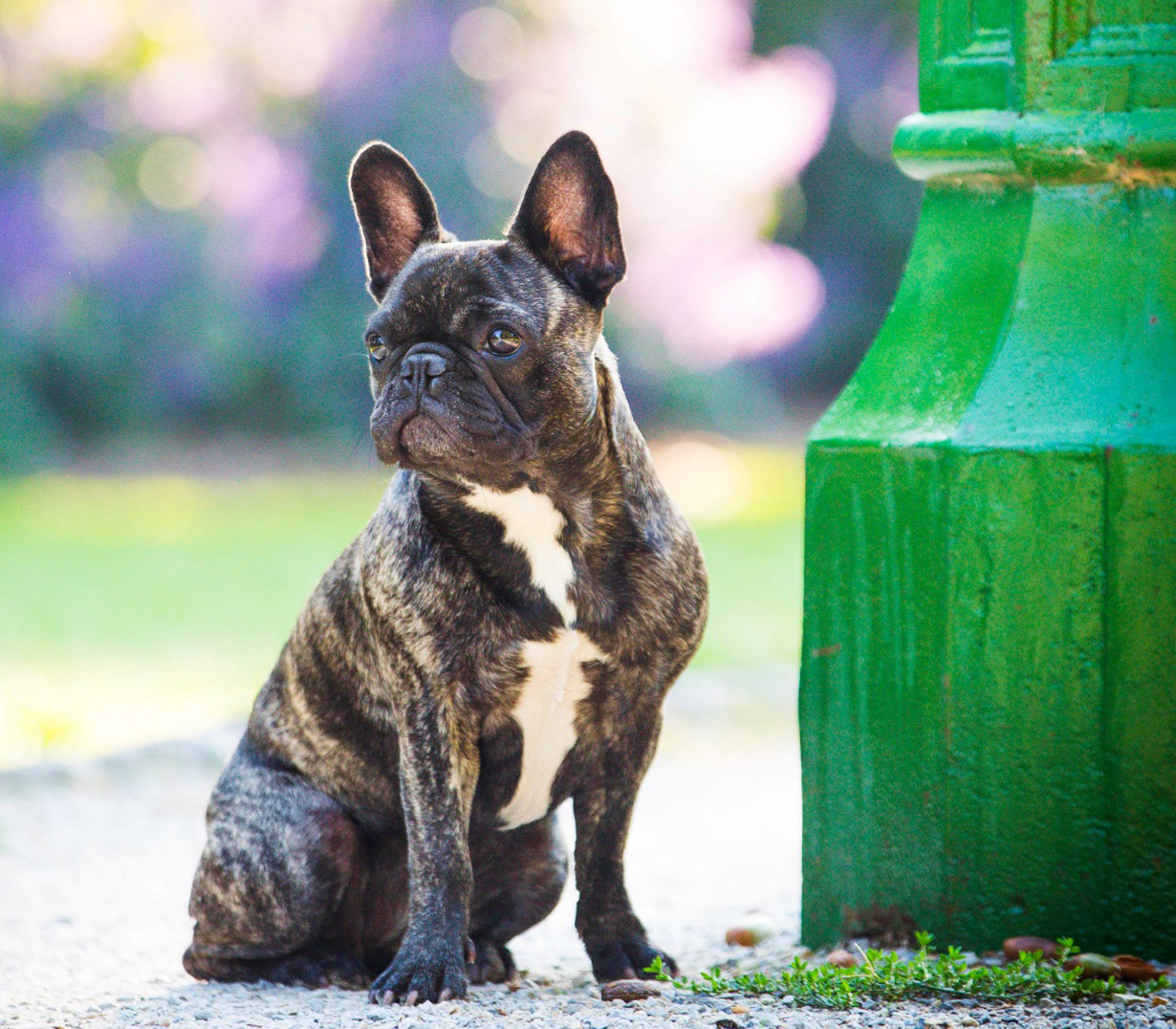 French Bulldog - Perfect Pets