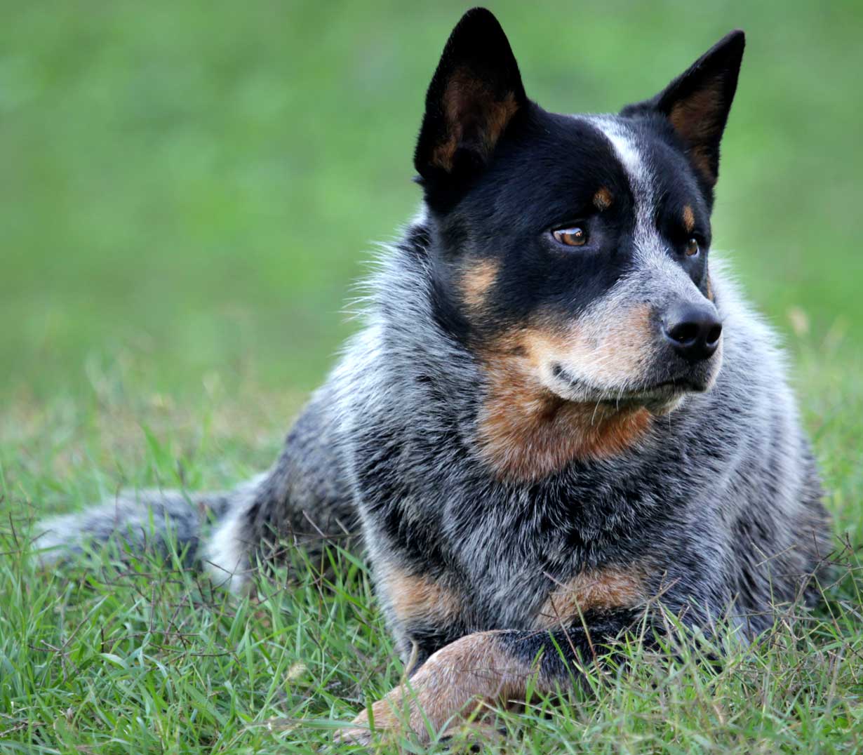 Australian Cattle Dog - Perfect Pets