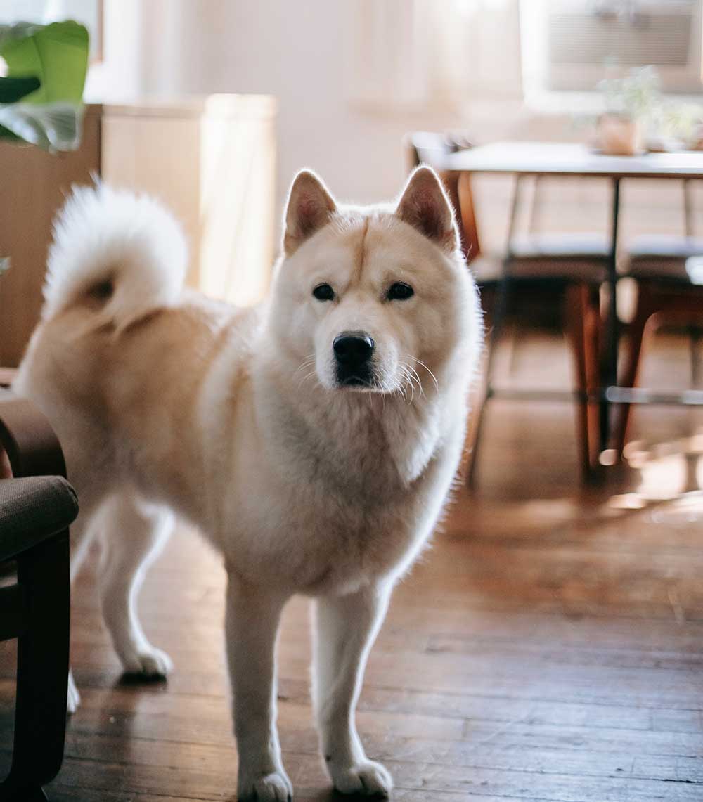 Akita Inu (Japanese) - Perfect Pets