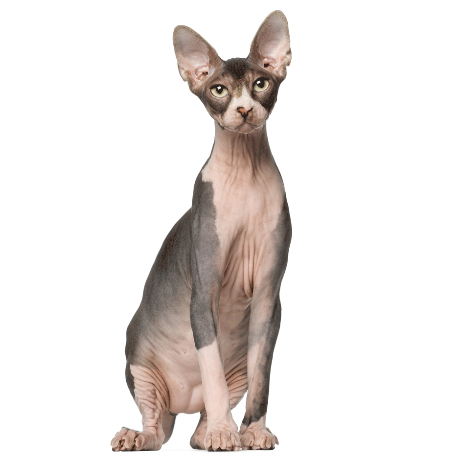 Sphynx - Perfect Pets